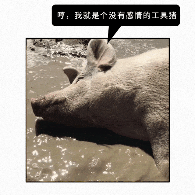 进来学母猪的产后护理哈哈哈哈哈哈哈