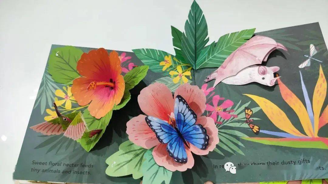 云看立体书floraabotanicalpopupbook