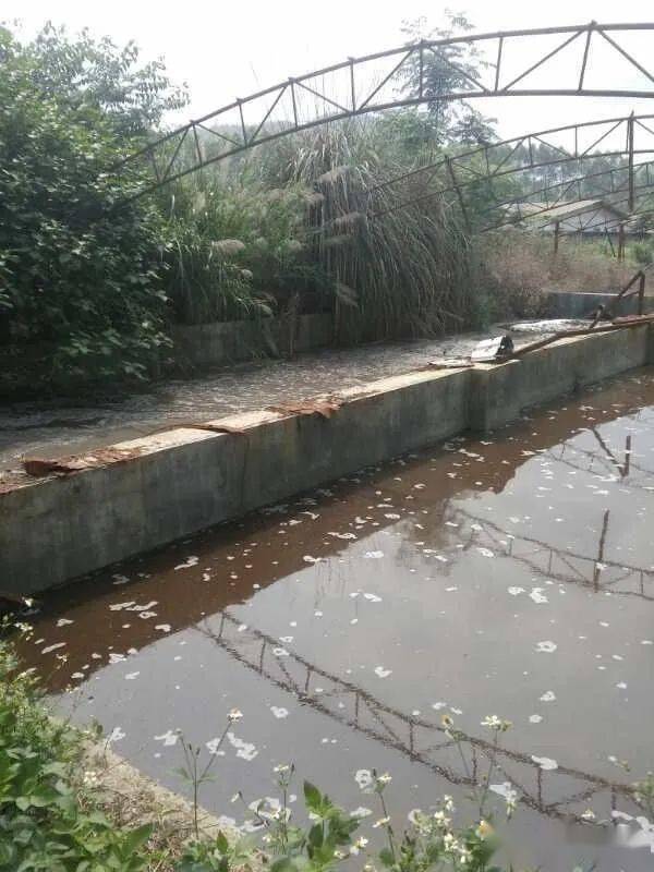 猪粪水发酵技术短时间消除臭味变成无害化的可以浇灌农作物不烧苗不烧