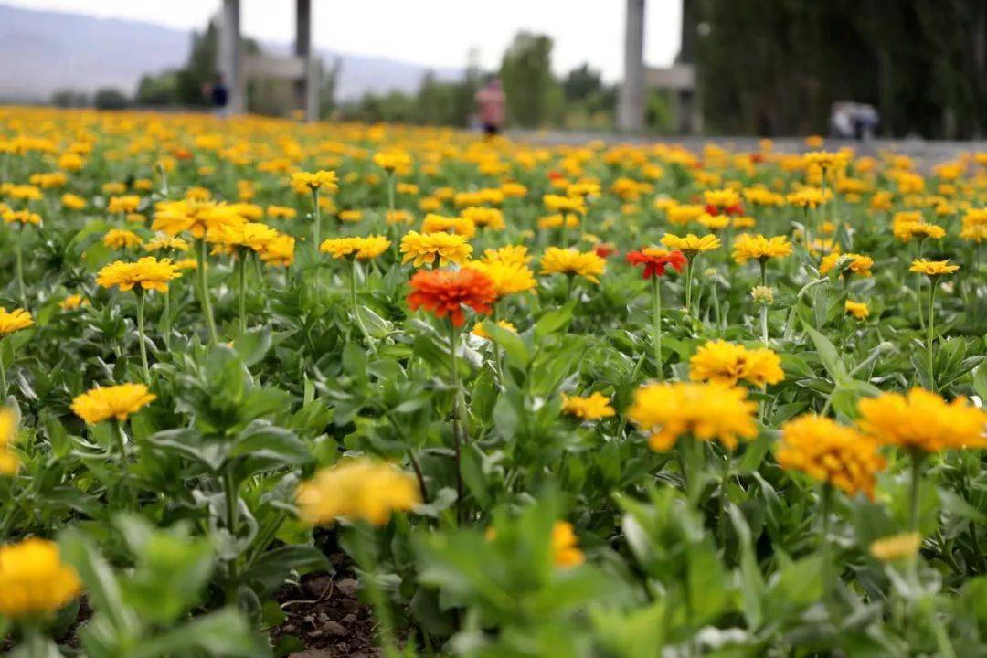 快来花海大田斗色争妍