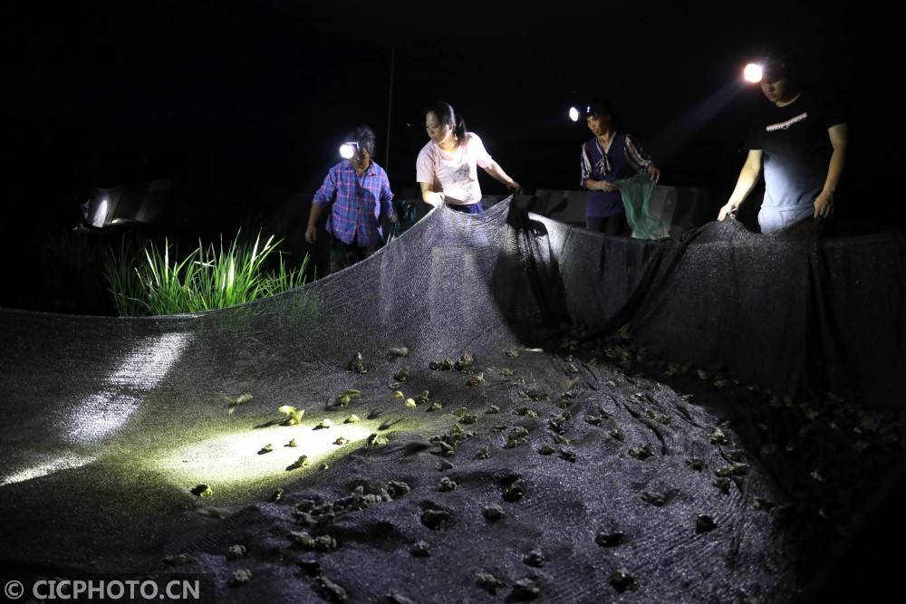 湖南青蛙养殖基地在哪 