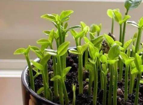 这几种水果籽儿泡水里一周就发芽生根长成最美小盆栽