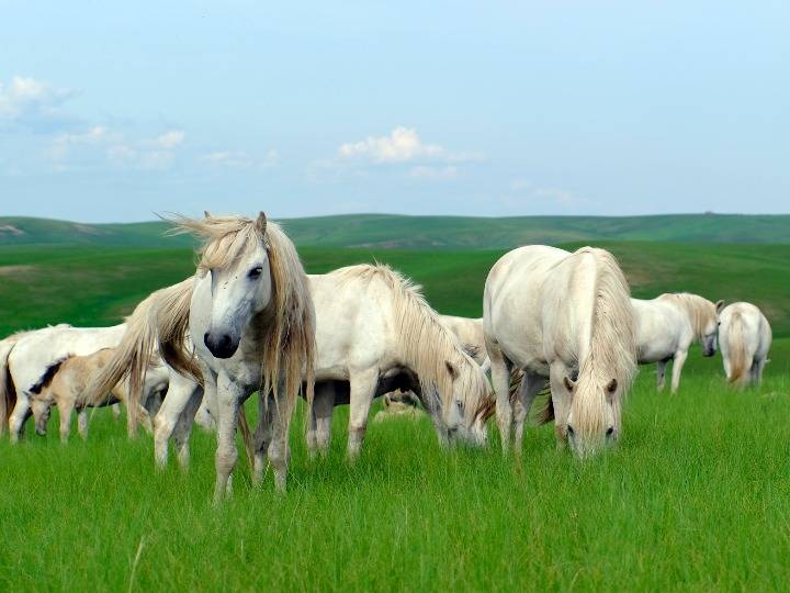 全旗白马已逾6000匹,为蒙古马中这一珍贵品种的壮大发挥着积极的作用