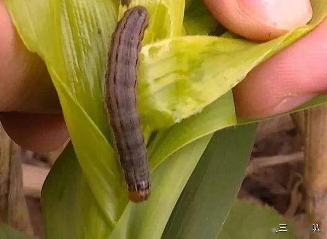 情况紧急二代粘虫凶猛来袭谨防玉米出大问题怎么防治