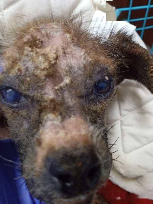 小院接手6只"秃狗",志愿者心疼:这真的是狗吗?_狗狗