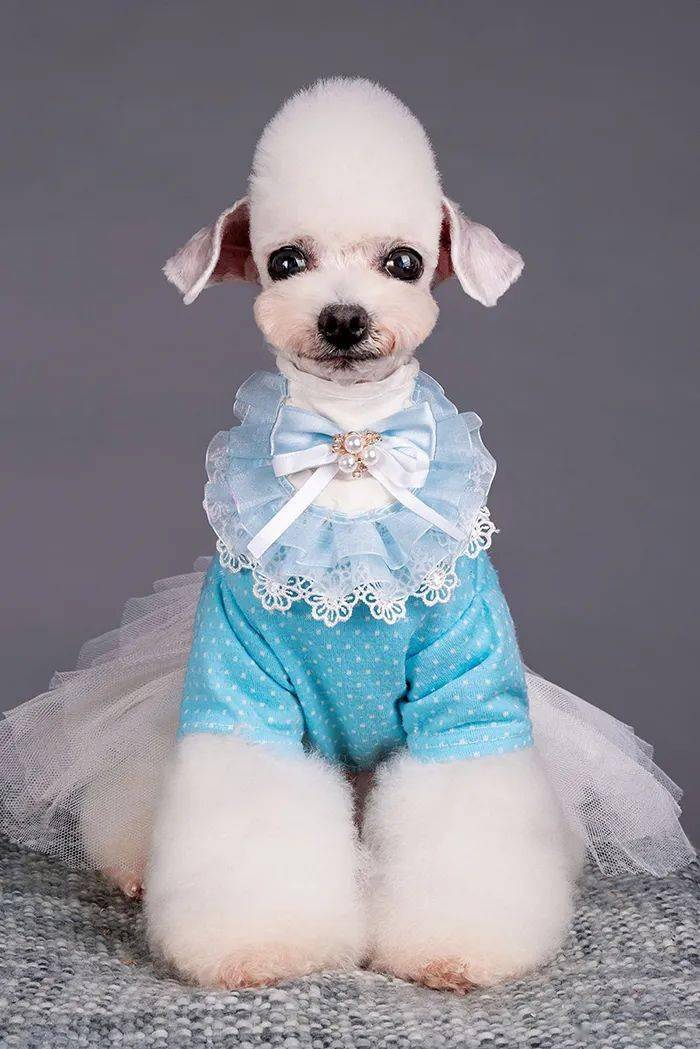 2020宠博会即将开幕!美容,游戏,表演样样有.更多惊喜等你来.