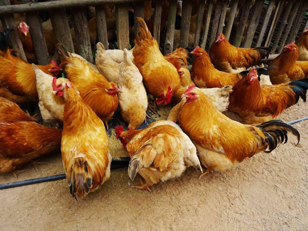 喜讯!容县这只鸡获荐中国特色农产品优势区名单