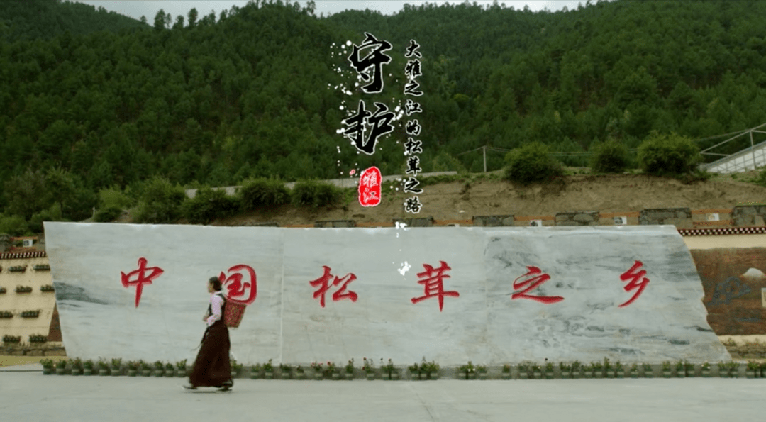 关于松茸的一切看这部4k纪录片就够了!_雅江县