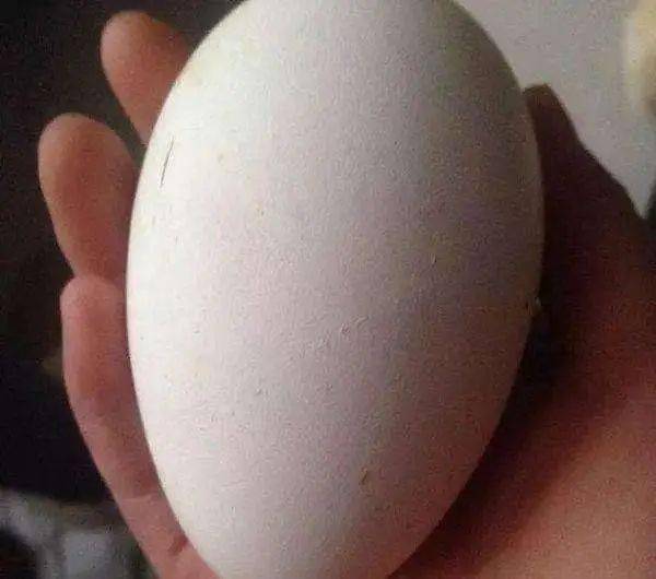 为什么我们都吃鸡蛋,而鹅蛋那么大却很少人吃?