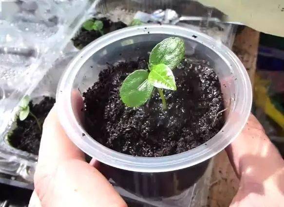 阳台盆栽一颗"百香果",一个塑料杯就能育苗,结果多得吃不完!