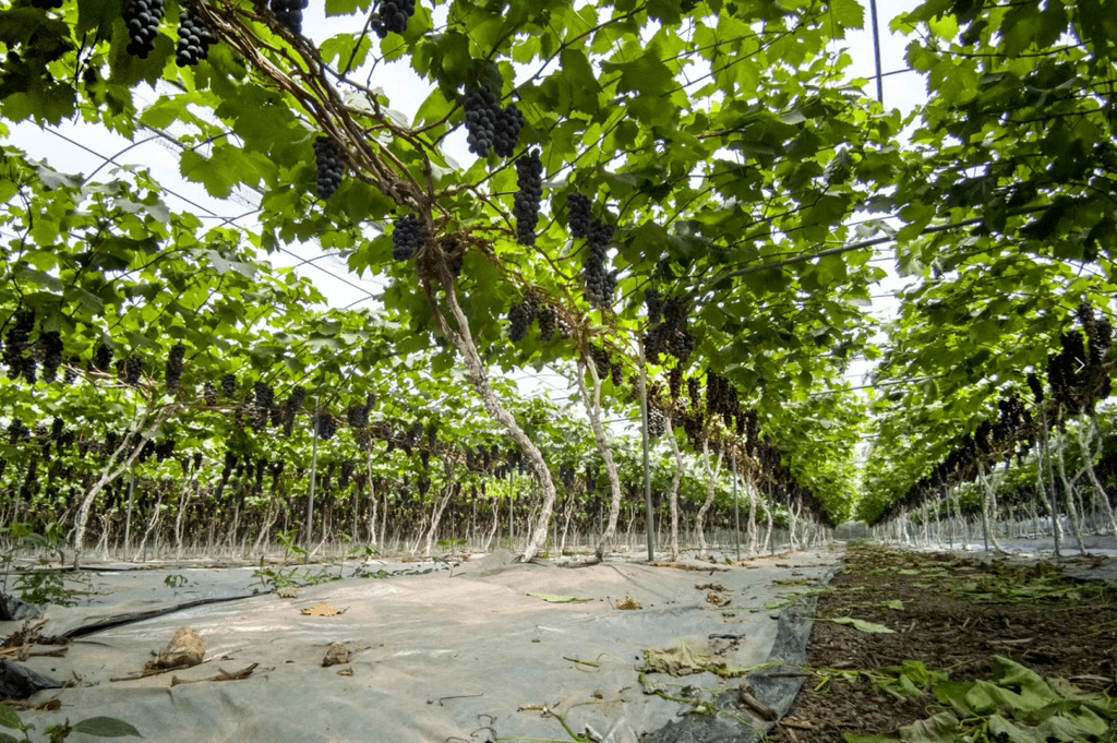 彭山万亩葡萄熟了!_果园村