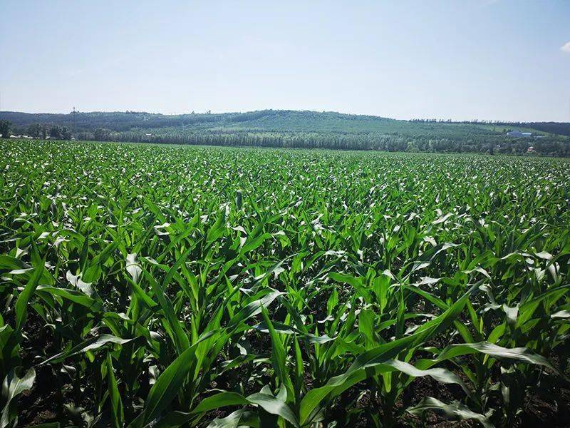 67黑土地鲜食富硒玉米清甜软糯好啃不塞牙可辅食零食代餐