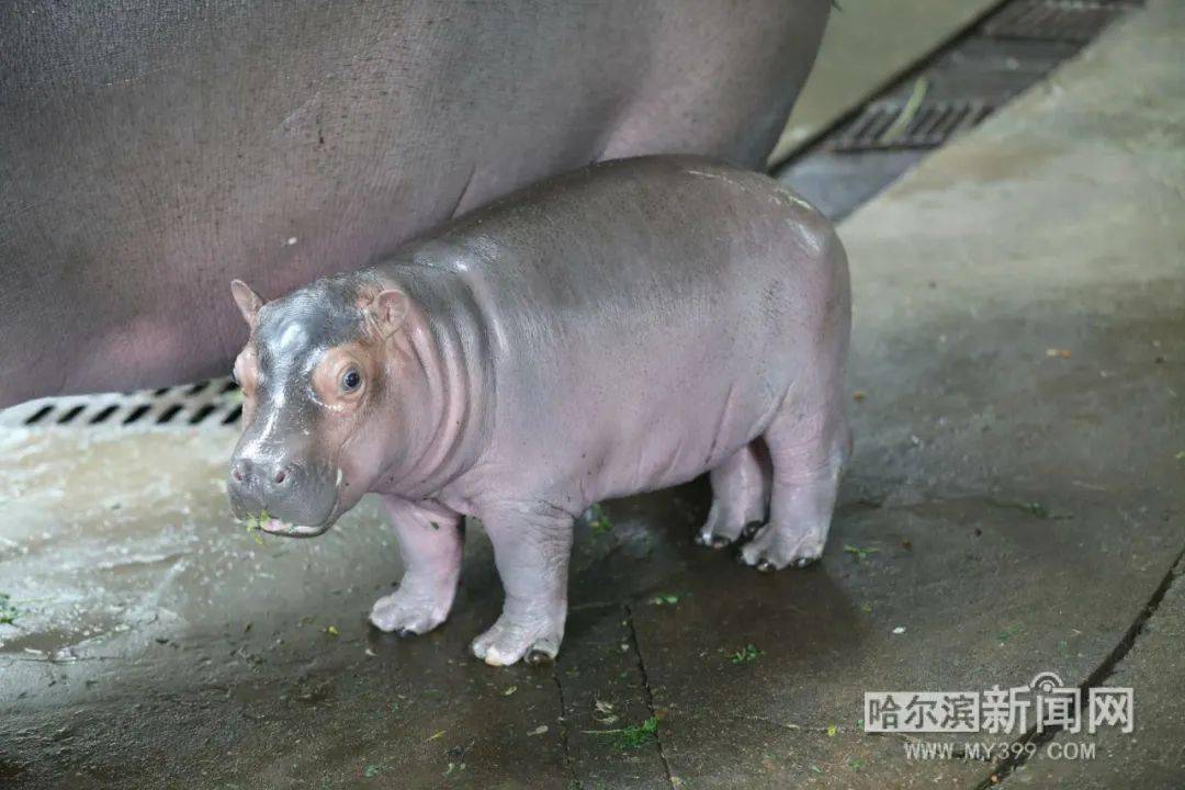 动物园要给"冰城籍"小河马起名字啦丨征名时间:即日起至7月25日