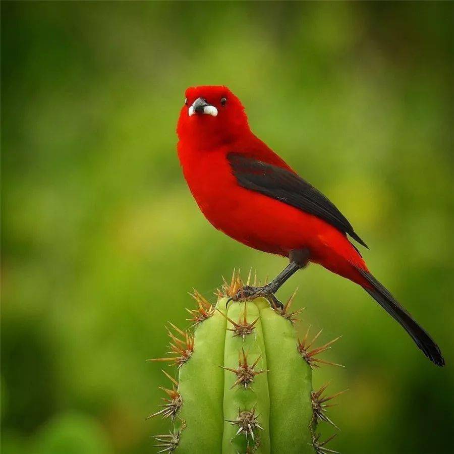 天上飞来一只彩虹鸟太美了