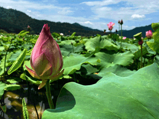 赏荷指南:荷花通常在6月上旬形成花苞,6月下旬至8月为荷花的盛开期,晨