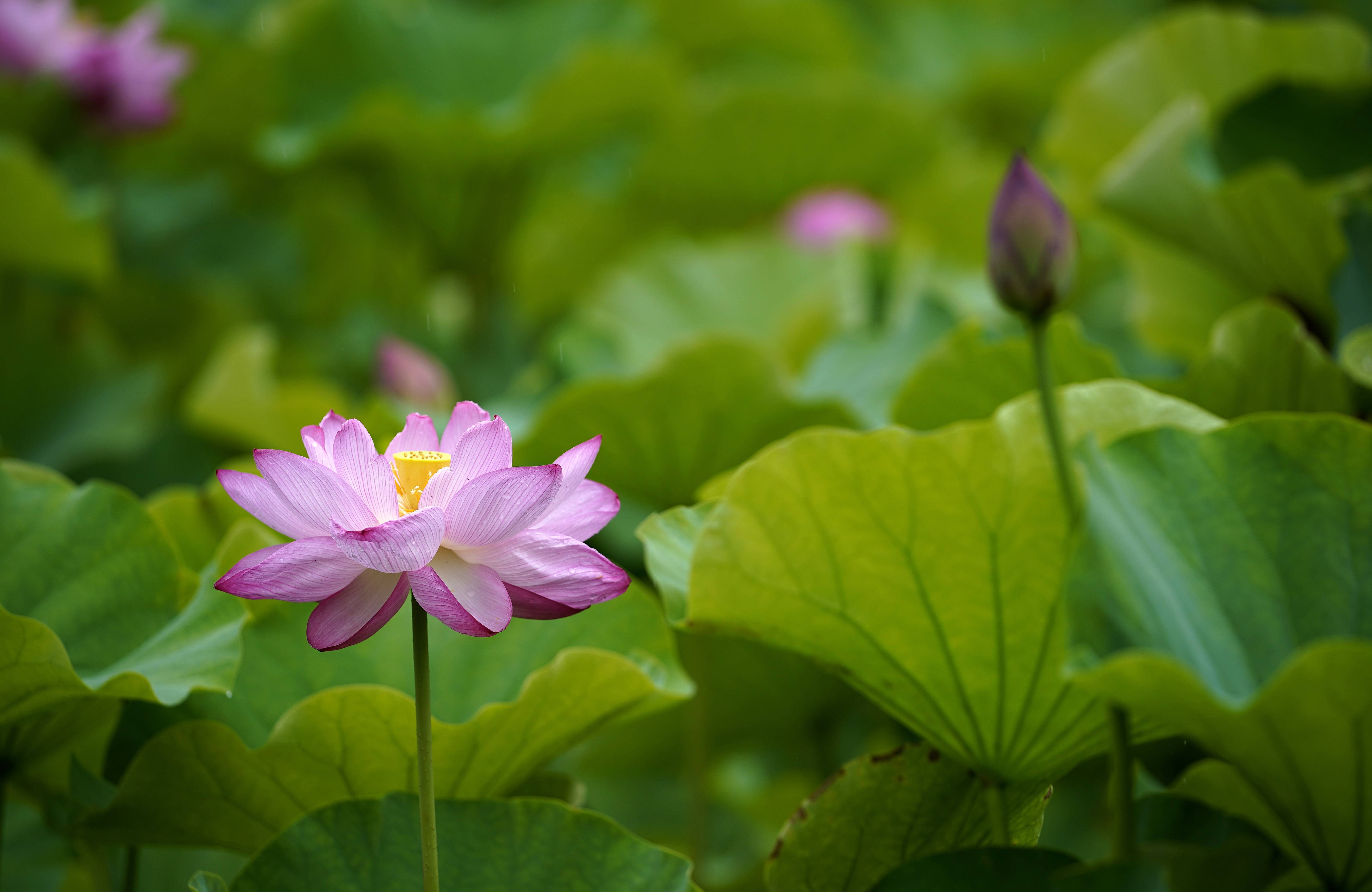 接天莲叶无穷碧 映日荷花别样红