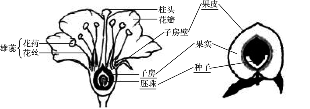 必備的初中生物結構圖你都學會了嗎