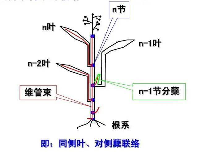 水稻叶蘖同伸关系图图片