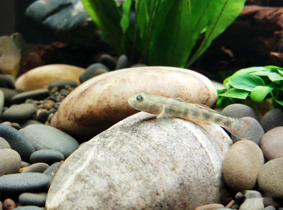 鳑鲏造景真的怎么做都美