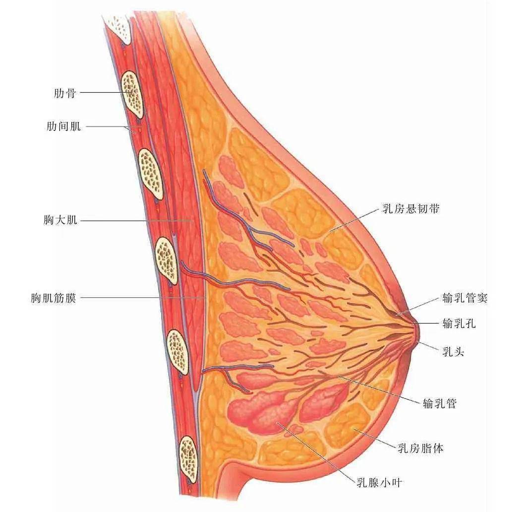 乳突导静脉图片