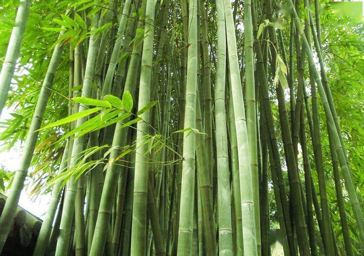 竹种类芒竹