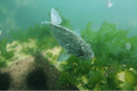 鱼儿和藻类共生 供图/大连市现代海洋牧场研究院