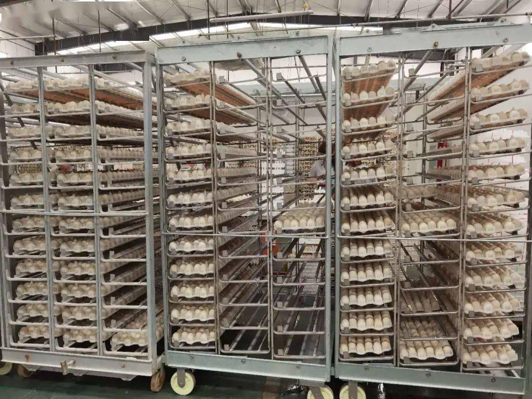 潍坊种禽行业新动态：种苗供应与市场需求