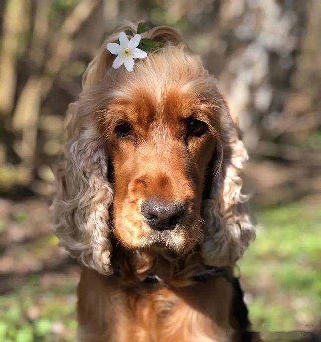 大眼睛,长卷发,狗界"金发尤物"让人目不转睛