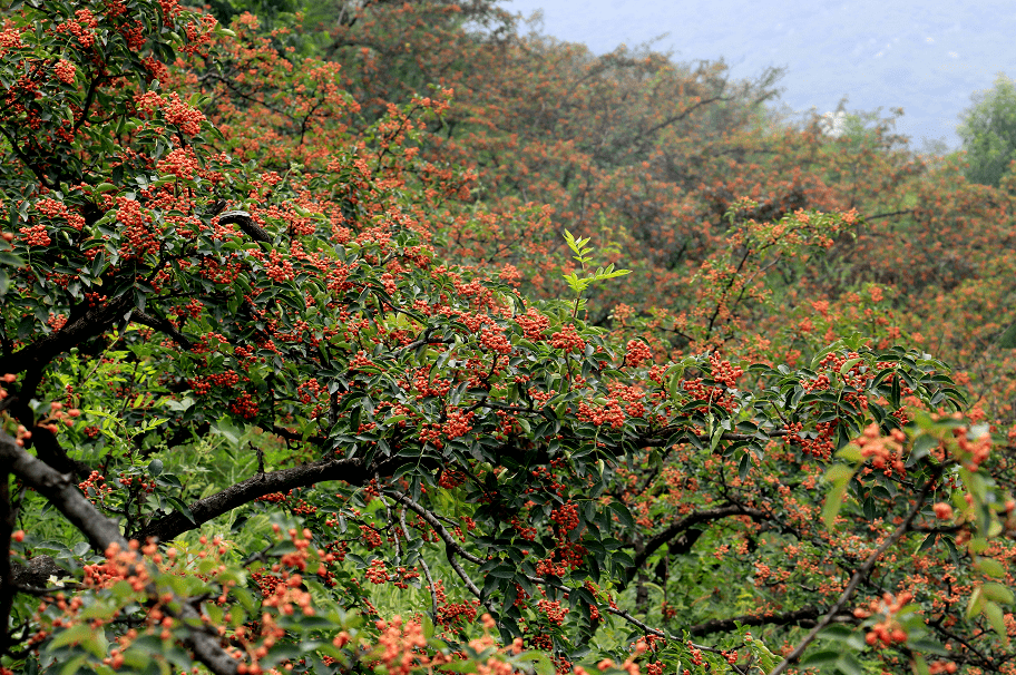 韩城花椒树图片