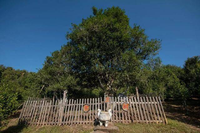 醉入困鹿山循道茶幽香茶的一生宛若人的一生