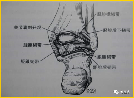 脚踝筋图片结构图图片
