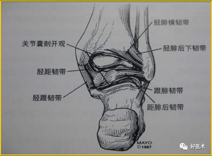 脚踝韧带图片结构图图片