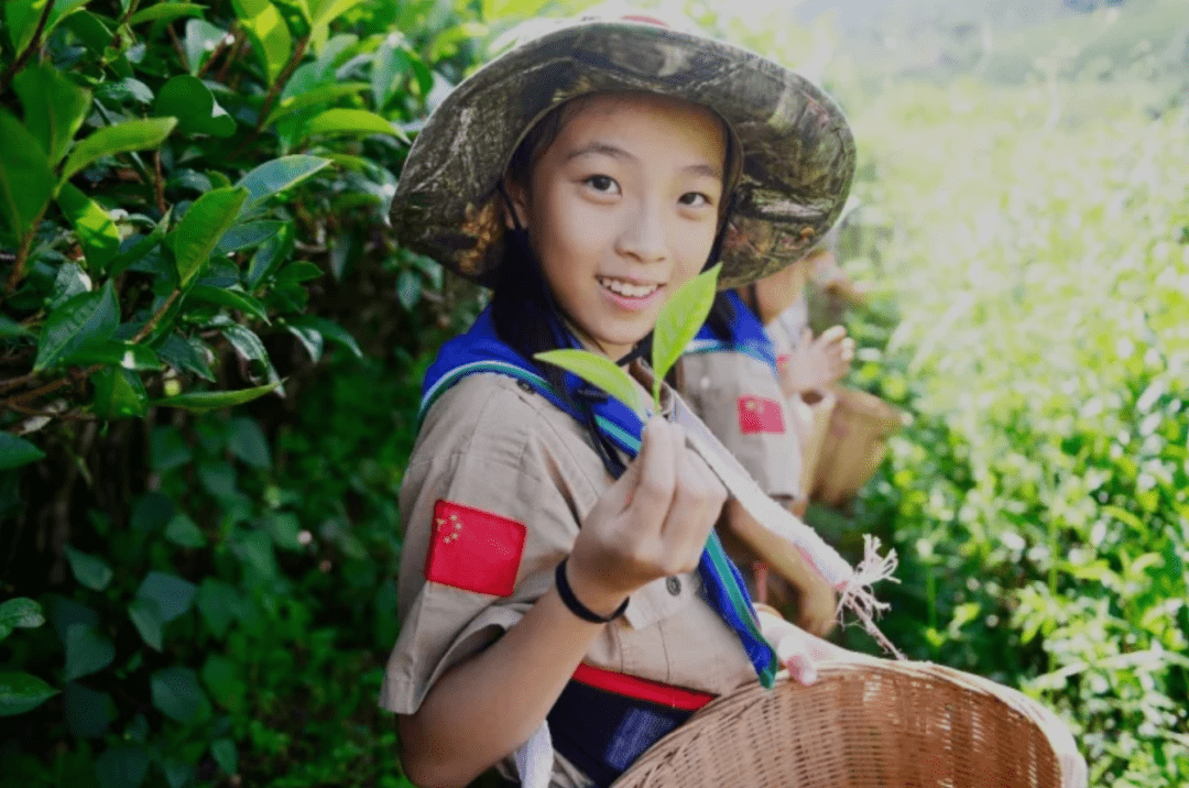 仅仅体验了采茶制茶并不足为奇,探秘古茶更是一门乐趣,上好的百年古