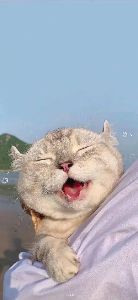 猫咪壁纸丨你的手机屏保多久没换了