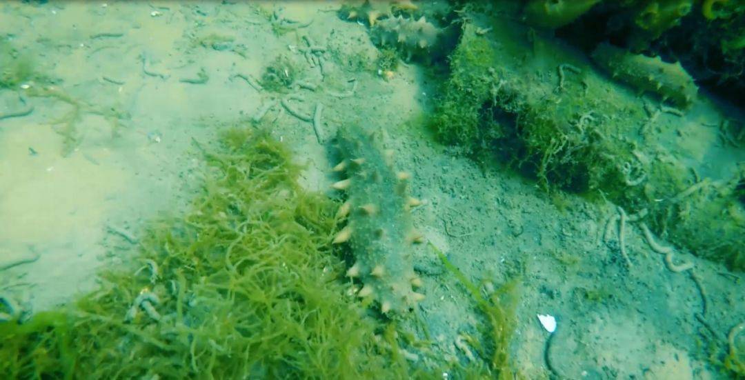 好海参源自好环境丨走进好当家天海湾海洋牧场