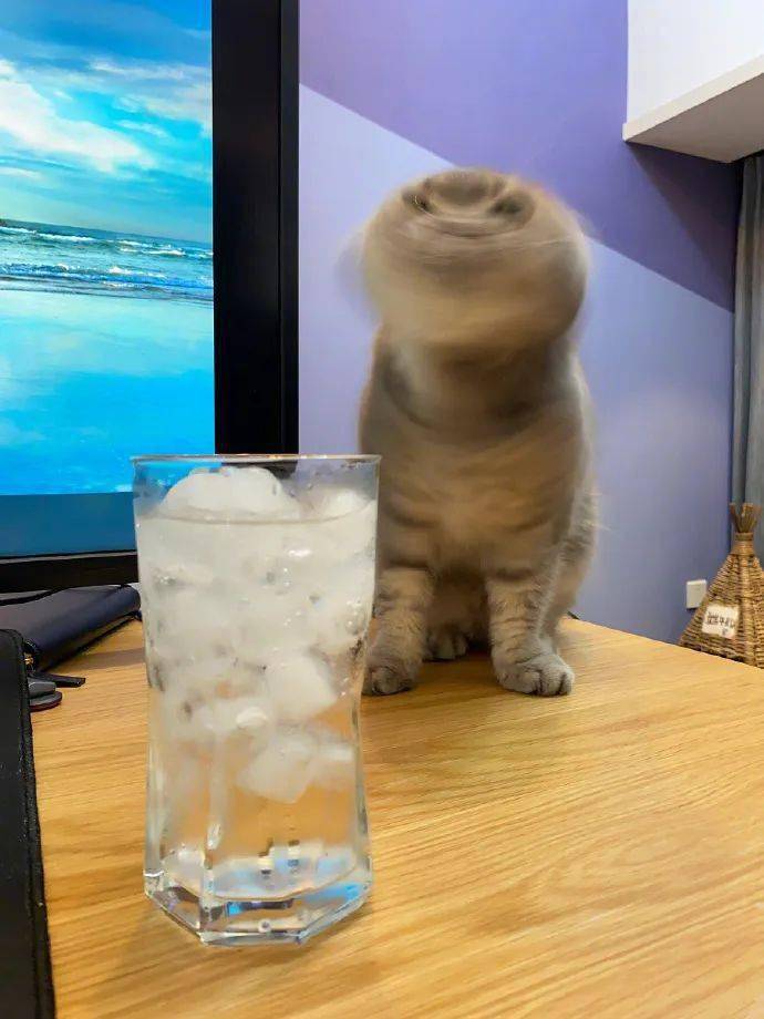 把东西弄乱,抖毛,并且试图尝尝你的水……猫蹭一下蹦到面前桌子上你