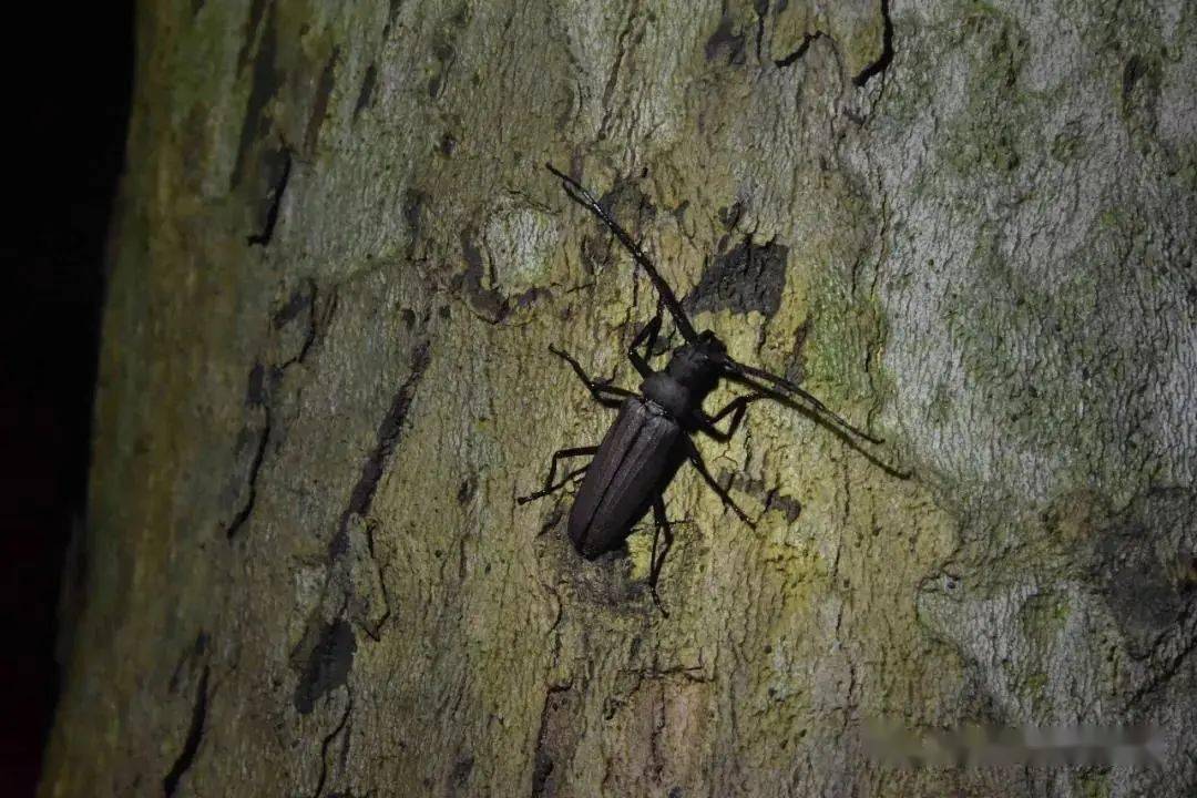 共青森林公园2020探秘夜森林活动第四批火热招募含728公益场