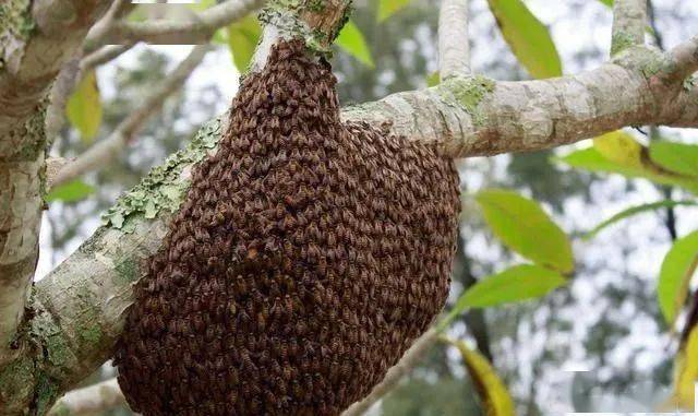 如何判断附近有野生蜜蜂这几点让你收不完的野蜜蜂