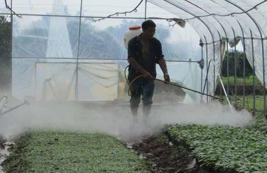 阴天大棚蔬菜打药熏棚须谨慎注意什么