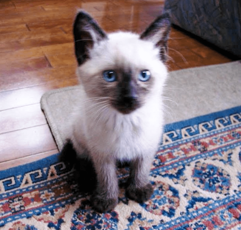 暹罗猫变色大赛