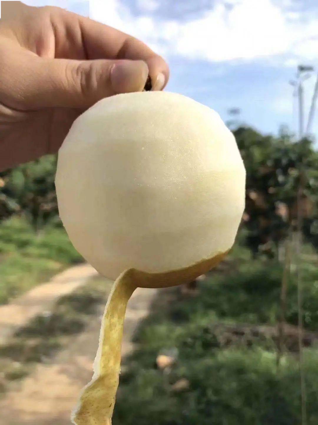 上新连州高山水晶梨拍了拍你来吃我快