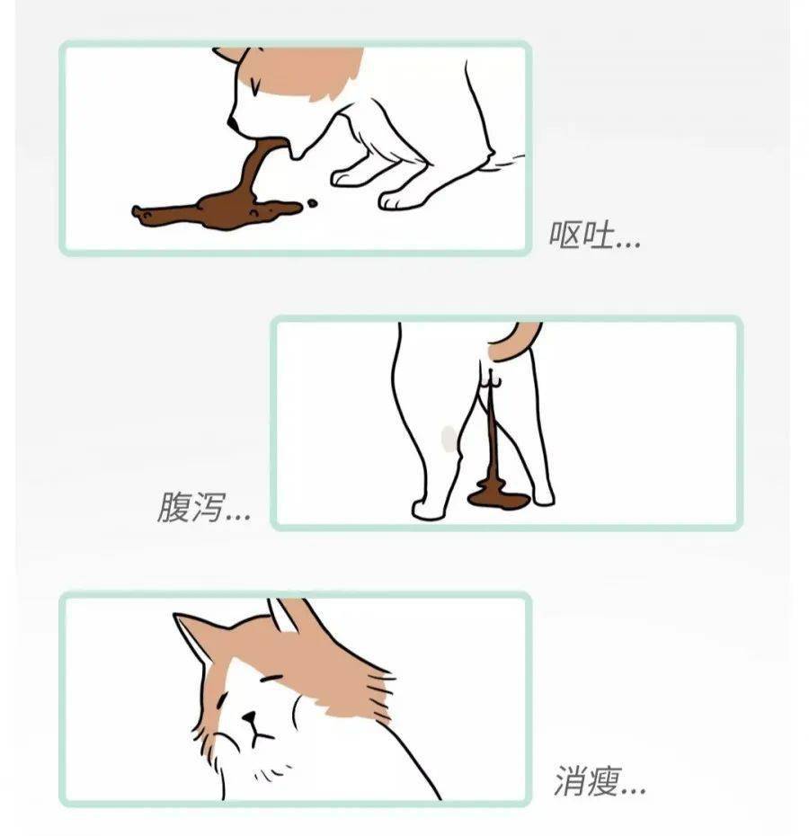 「喵呜知识」了解跳蚤和绦虫啥关系