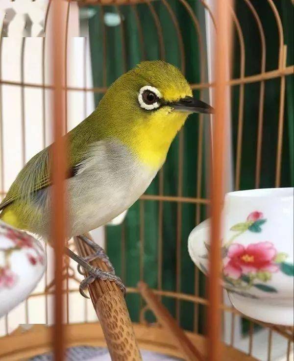 【鸟友汇】盘绣眼一定要持之以恒