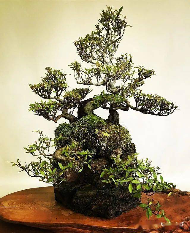 日本附石盆景作品欣赏