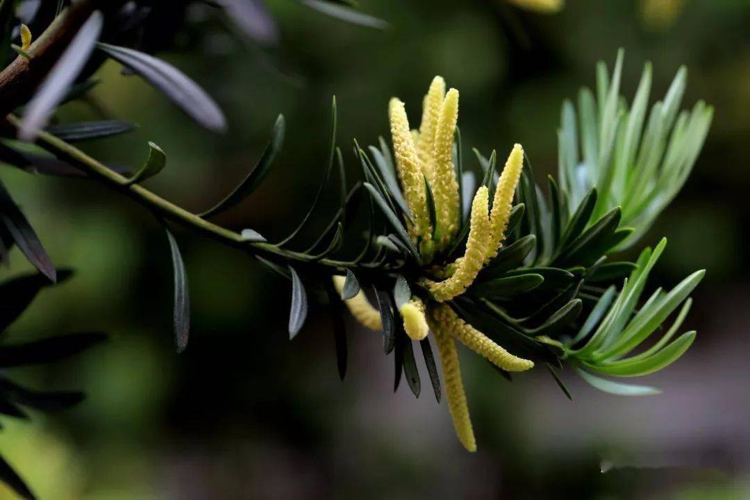 罗汉松雄花,传粉之后枯萎.5月7日摄 ★葡蟠