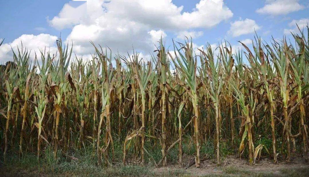 高温暴雨干旱玉米生长关键期多地频现极端天气这样补救保产还来得及