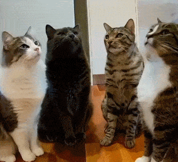 351_320gif 动态图 动图