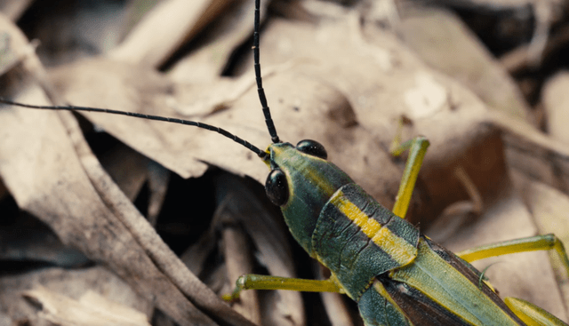 黄脊竹蝗是网翅蝗科竹蝗属的一种昆虫,俗称竹蝗,竹叶蝗等,成虫体型比