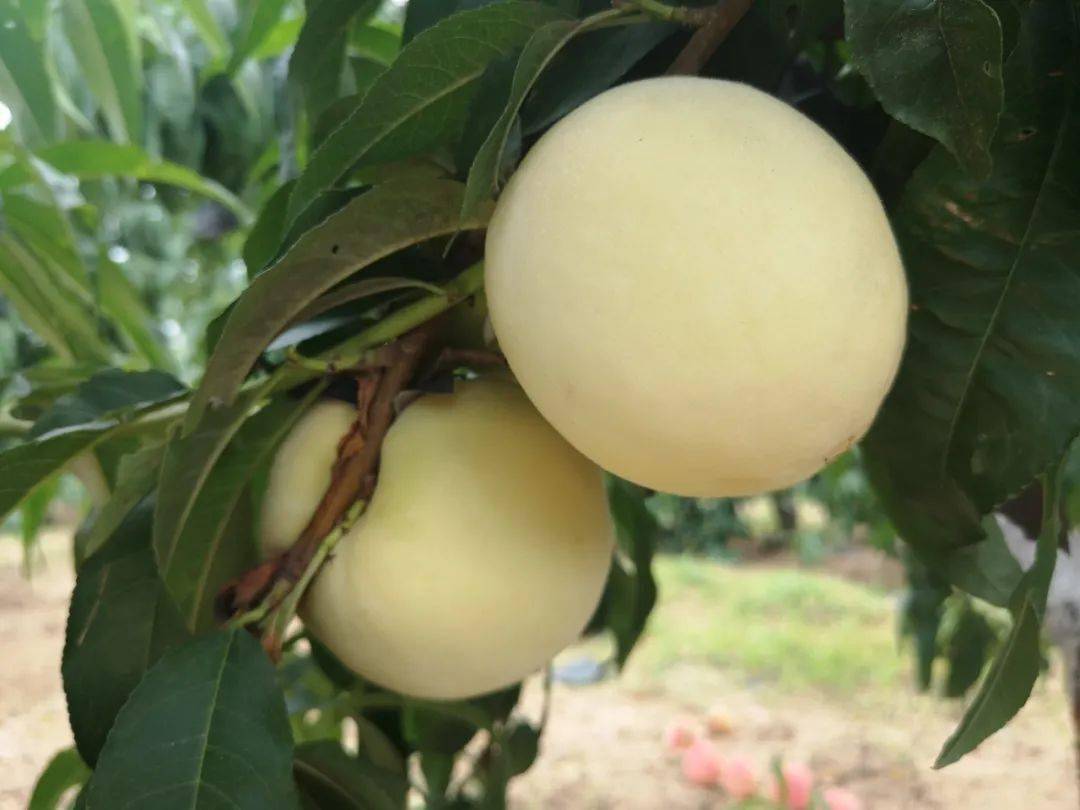 爽脆白蜜桃,洗洗带皮啃,桃蜜味香浓_桃子