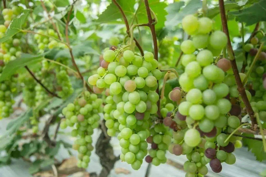 好消息如蜜甜的岱西葡萄上市啦